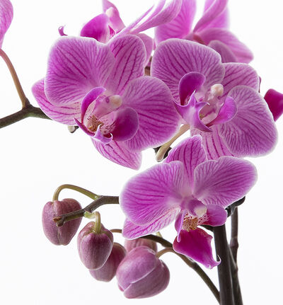 Lilla midi orkide i hvit potte Lilla midi orkide i hvit potte